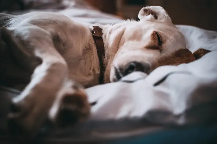 Un perro durmiendo. / Pexels.com.