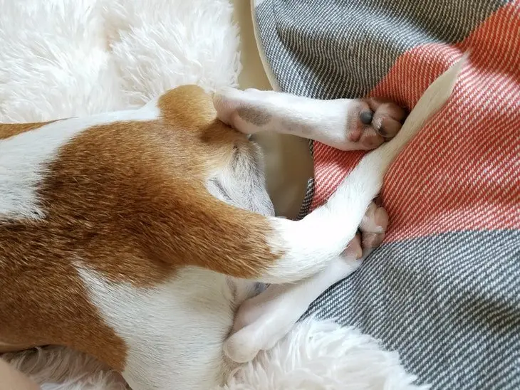 La cola de un perro. / Pexels.com.