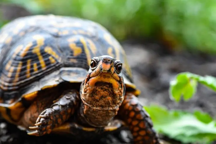 Tortuga. / Pexels.com.