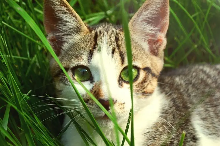 Un gato en el c&eacute;sped. / Pexels.com.