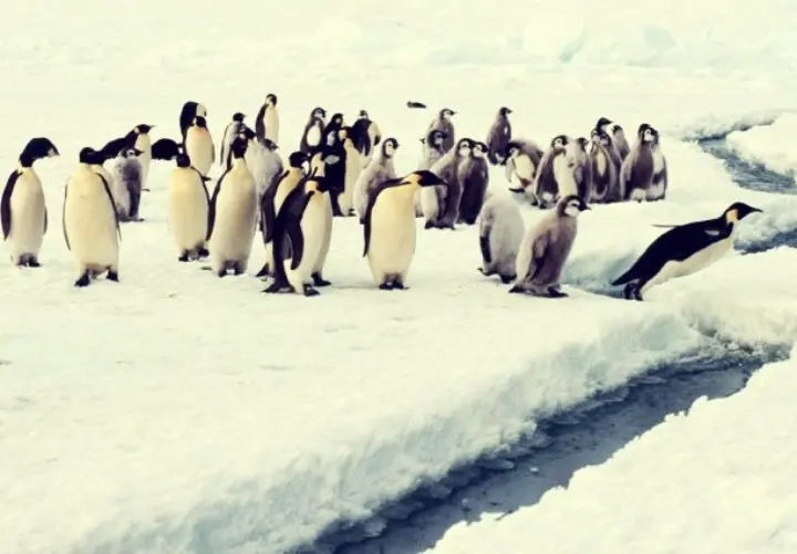Ping&uuml;inos en la Ant&aacute;rtida. RR SS.
