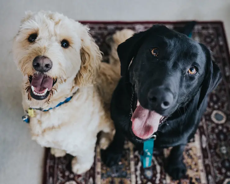 Perros. / Unsplash