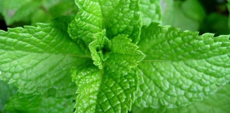 Hoja de menta. / Pixabay