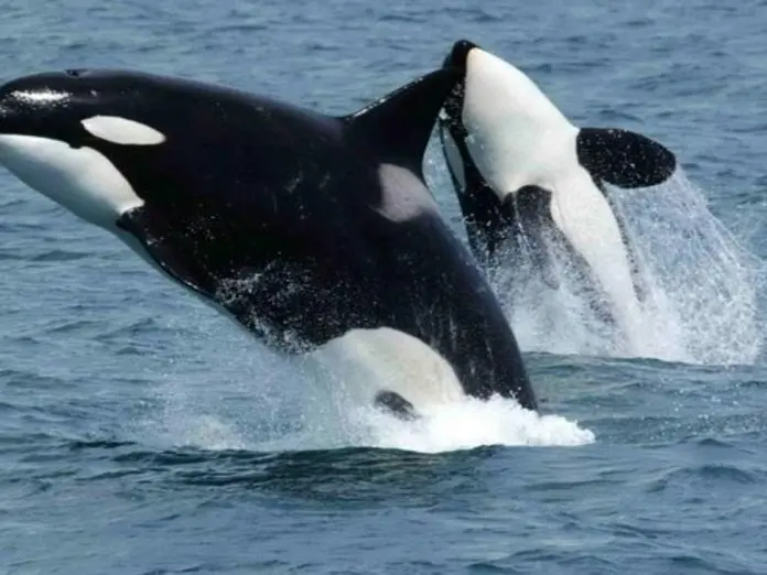 Orcas. / RR SS.