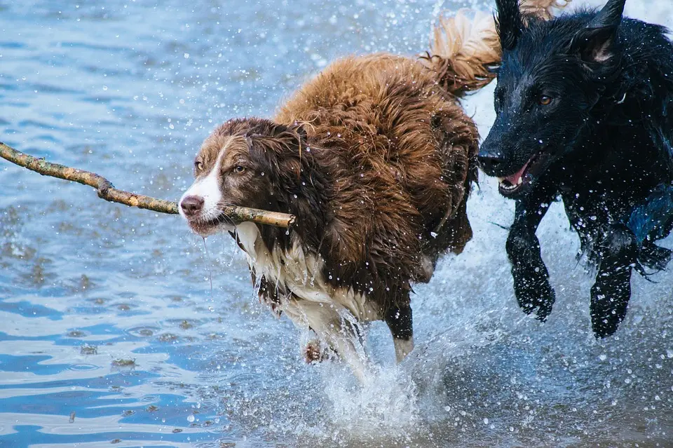 Perros jugando. / Pixabay