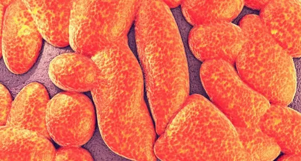 Bilophila. microbiomology.org.
