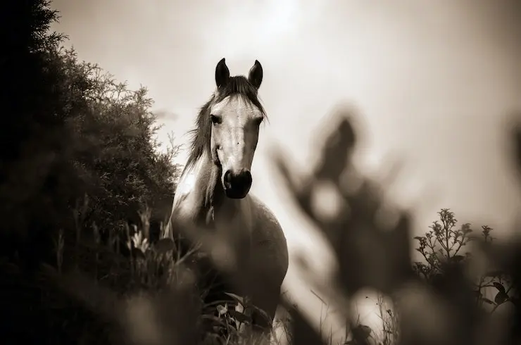 Caballo. / Robomorfo multimedia. / Pexels