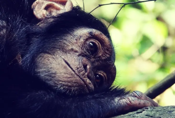 Un chimpanc&eacute;s. / Pexels.