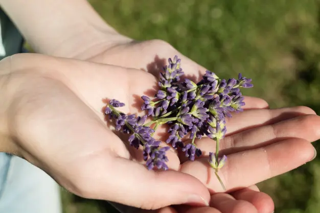 Flores de lavanda. / Freepik