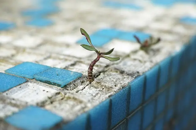 Peque&ntilde;a planta que crece sobre el asfalto./ Engin Akyurt en Pixabay.