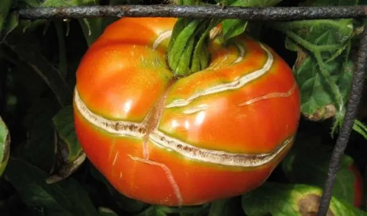 Tomate agrietado. / La Huertina de Toni.