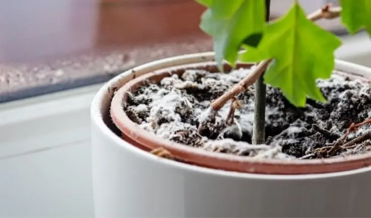 Planta con moho. / Verdecora.