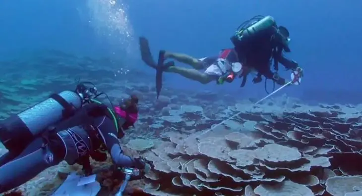Dos buzos recorren el arrecife de coral en Tahit&iacute;. / Captura de v&iacute;deo.