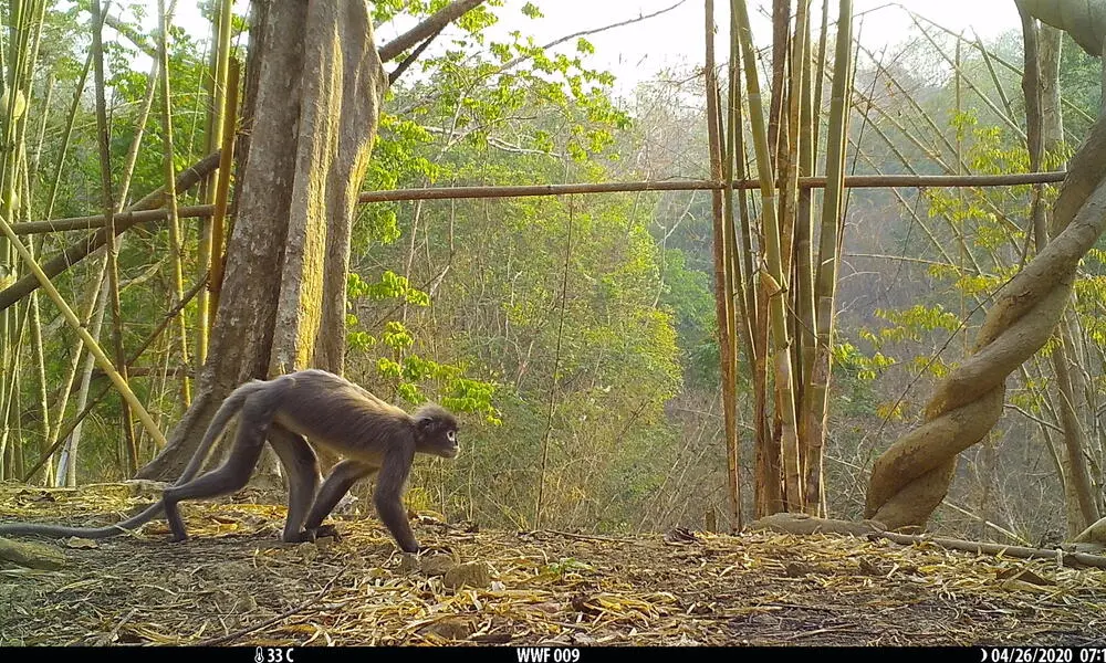 El Popa langur, primate reci&eacute;n descubierto en el Gran Mekong y que se cre&iacute;a extinto. / WWF
