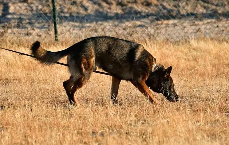 Un perro practicando el rastreo. / ladridos.es