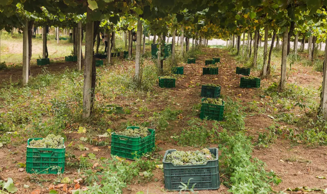 Viñedos de Adegas Terra de Asorei, nas R&iacute;as Baixas. / Mundiario
