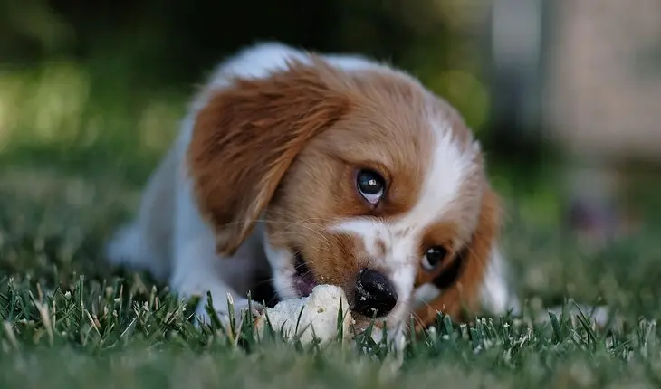 Un perro comiendo. / Pexels.com.