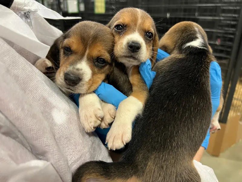 Perros beagle rescatados. - RR.SS