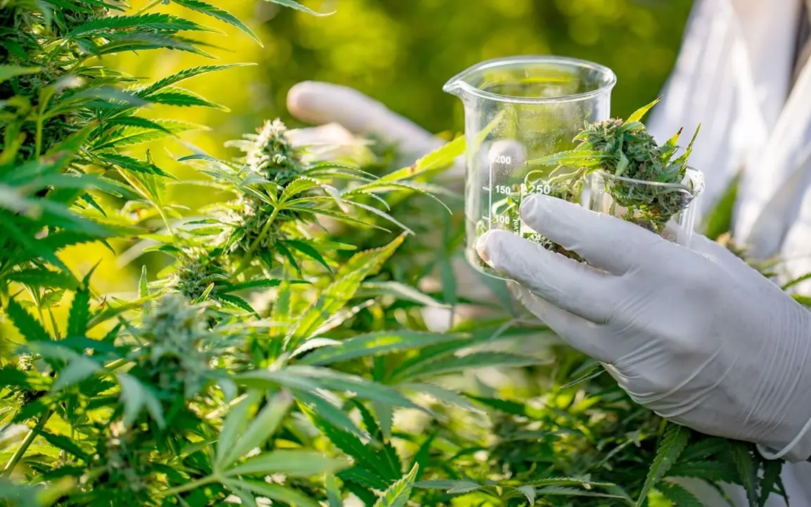 El cannabis medicinal. / RR SS