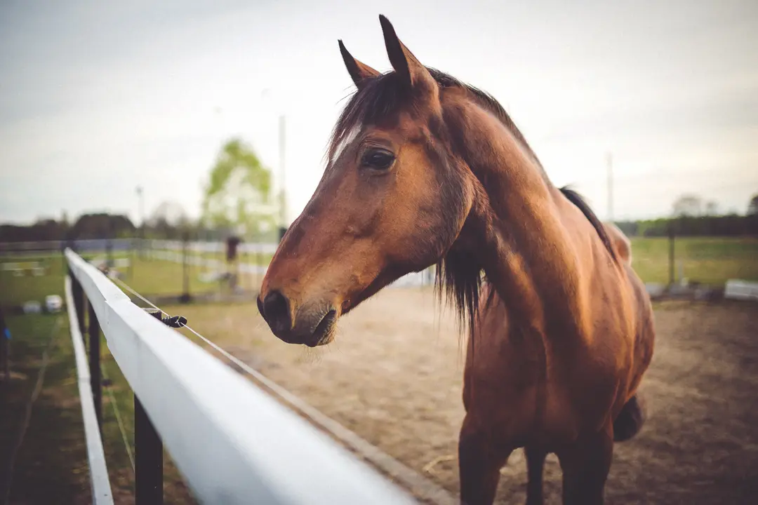 horse-head-close-up
