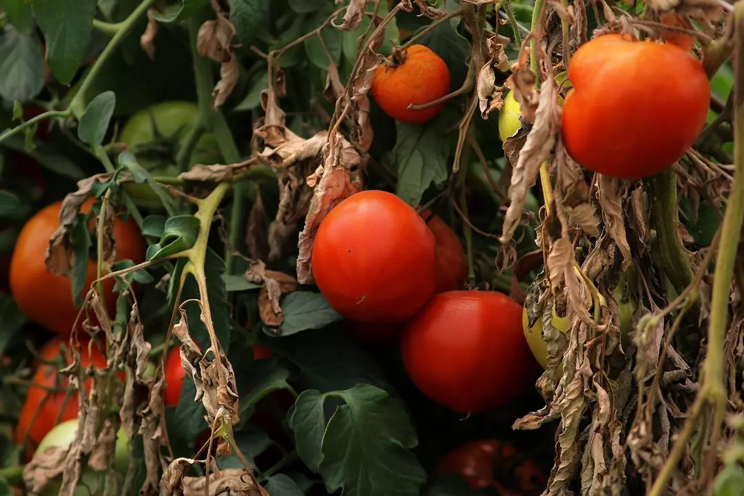 Plantas de tomate. / RR.SS.