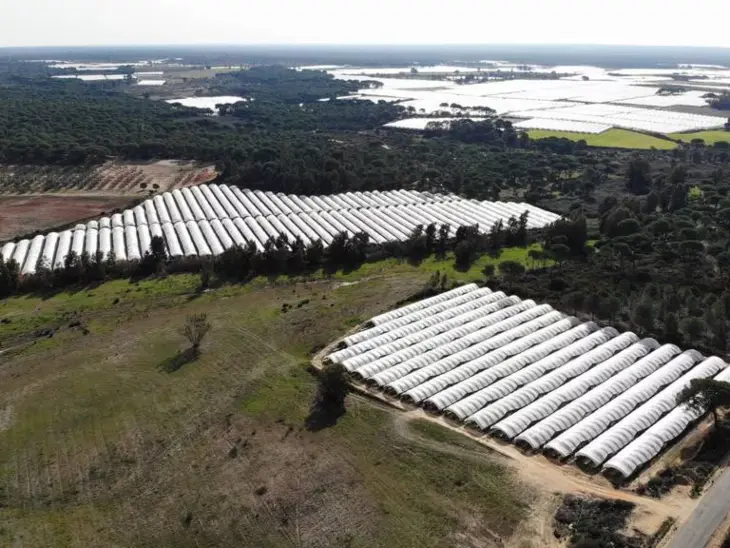 Toma a&eacute;rea de cultivos en la Corona Forestal de Do&ntilde;ana. / WWF.