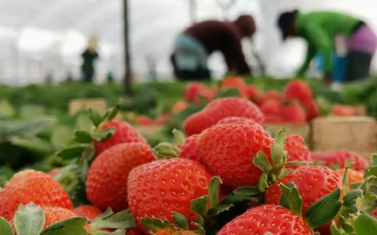 Fresas. / RR SS.