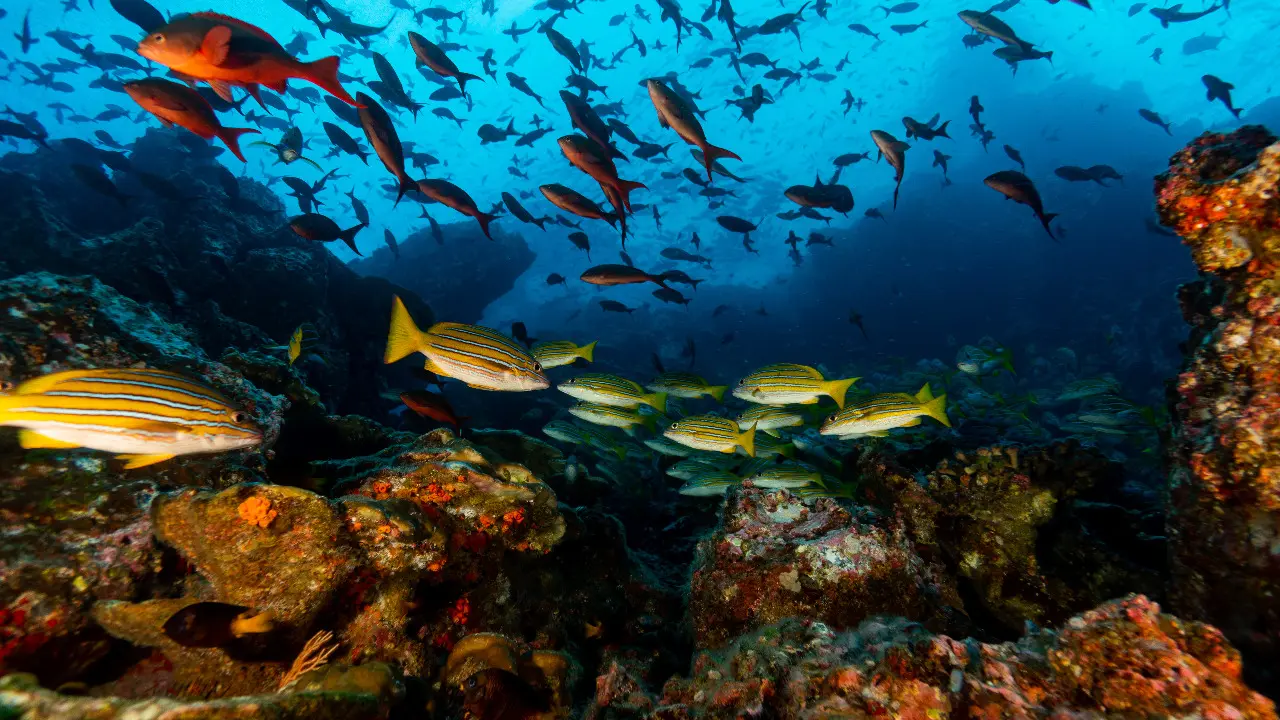 Isla del Coco./ RR SS