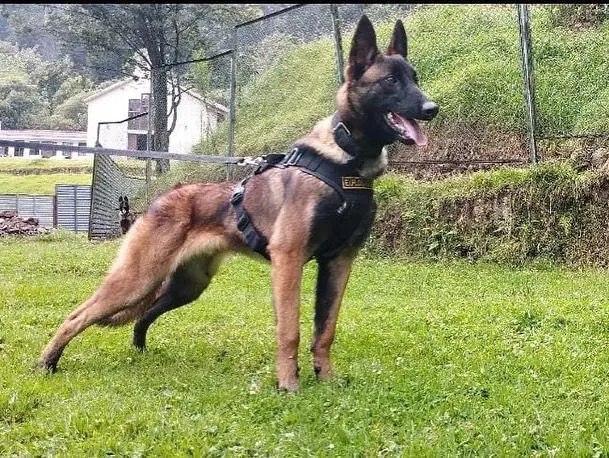Perro Wilson, agente militar canino. / Ej&eacute;rcito Nacional de Colombia