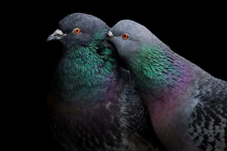 Audubon Photography Awards 2023 , Gran Premio - Rock Pigeons  &copy;Liron Gertsman, Canad&aacute;