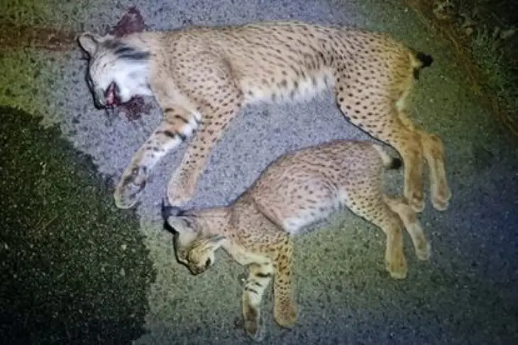 Imagen de los dos linces atropellados. / Ecologistas en Acci&oacute;n.