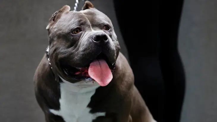American Bully XL. / RR SS.