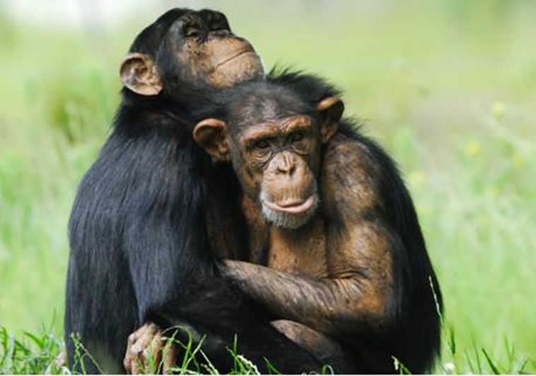 Chimpanc&eacute;s machos. / CSIC