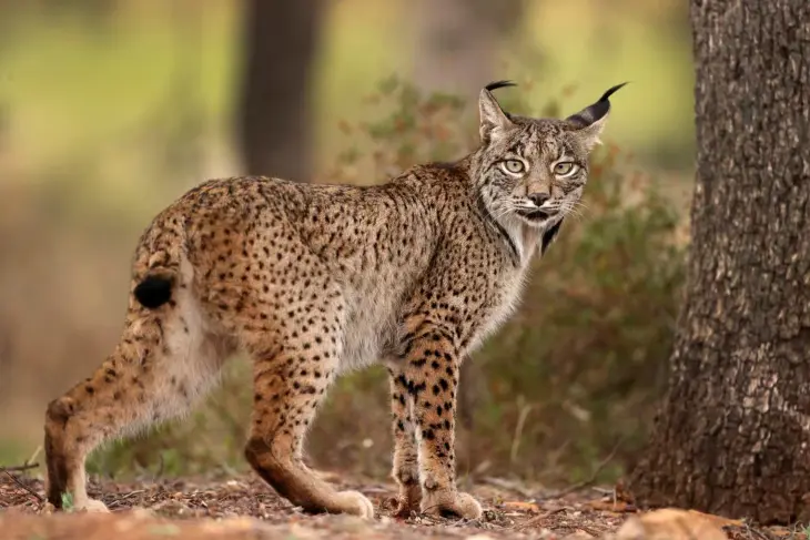 Lince ib&eacute;rico. / Antonio Liebana
