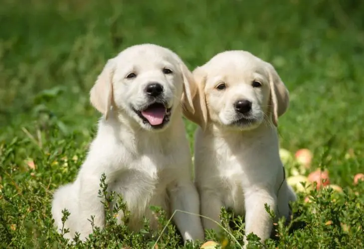 Labrador retriever. / RR SS.