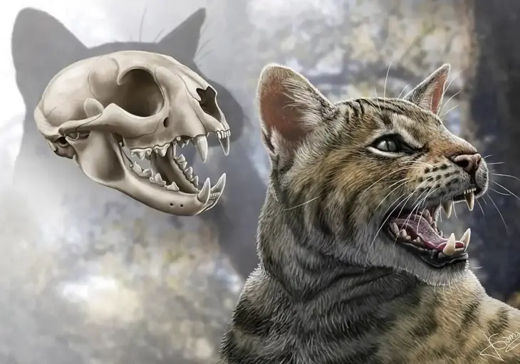 Magerifelis peignei, felino prehist&oacute;rico de Madrid. / Jes&uacute;s Gamarra