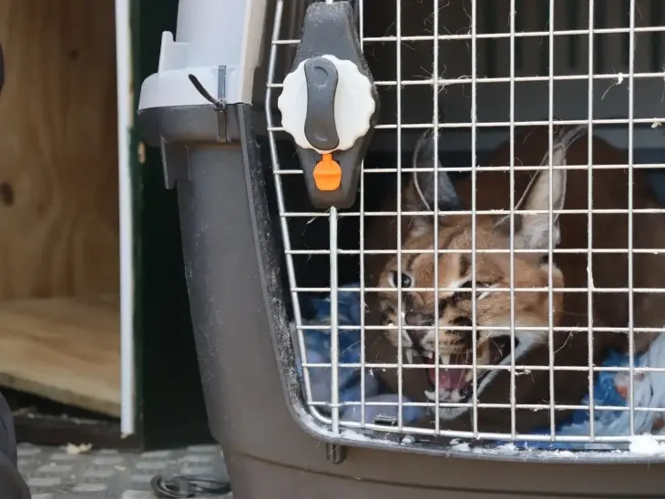 La Guardia Civil ha intervenido un ejemplar de lince africano (caracal). / RR SS.