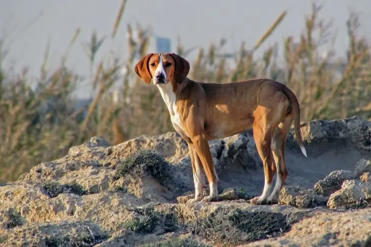 Perro braco h&uacute;ngaro. / RR.SS.