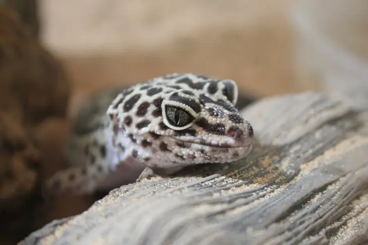 Gecko. / Pixabay