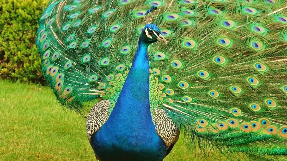 Pavo real. / Pixabay