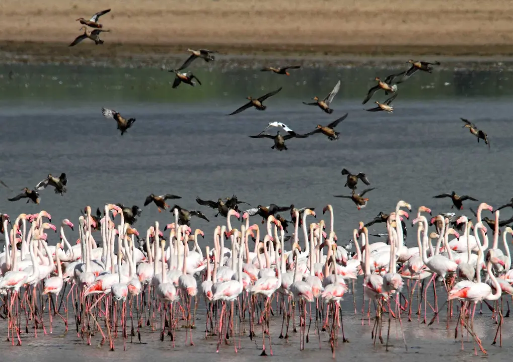 Aves en Do&ntilde;ana. / RR SS.