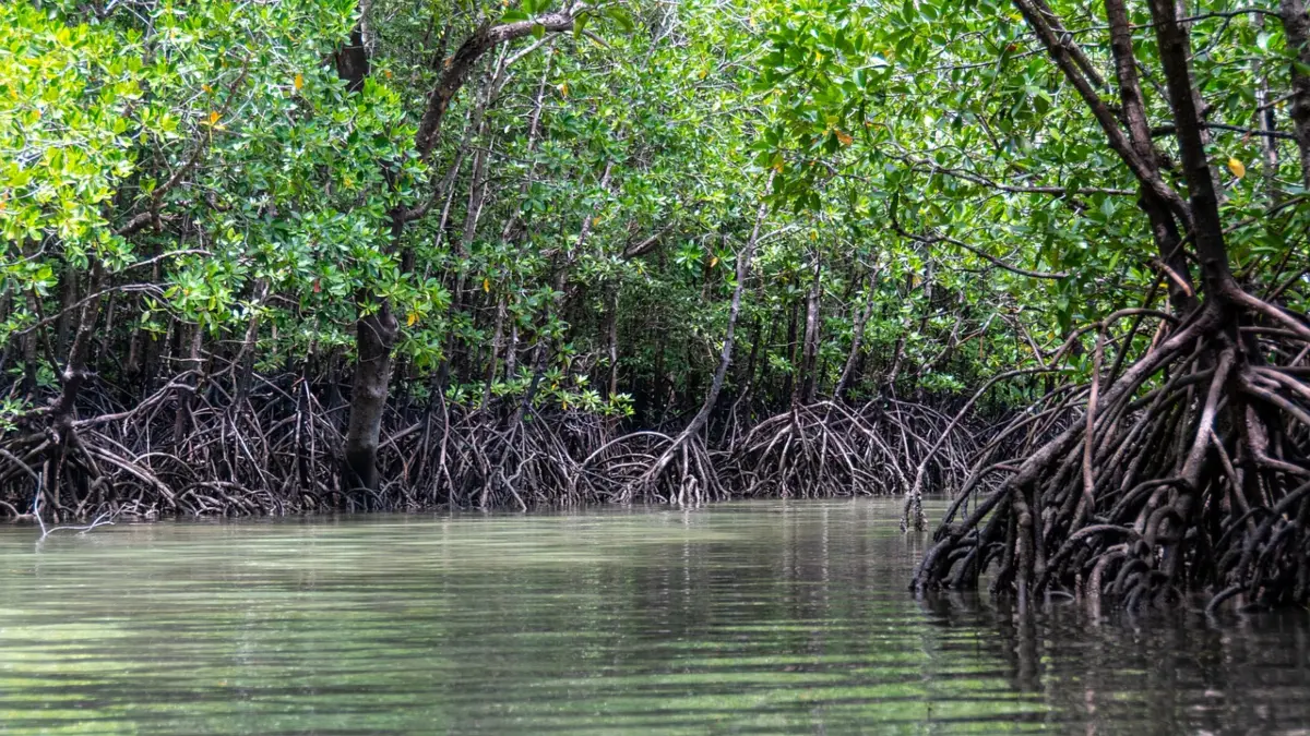 Un manglar. / Pixabay.
