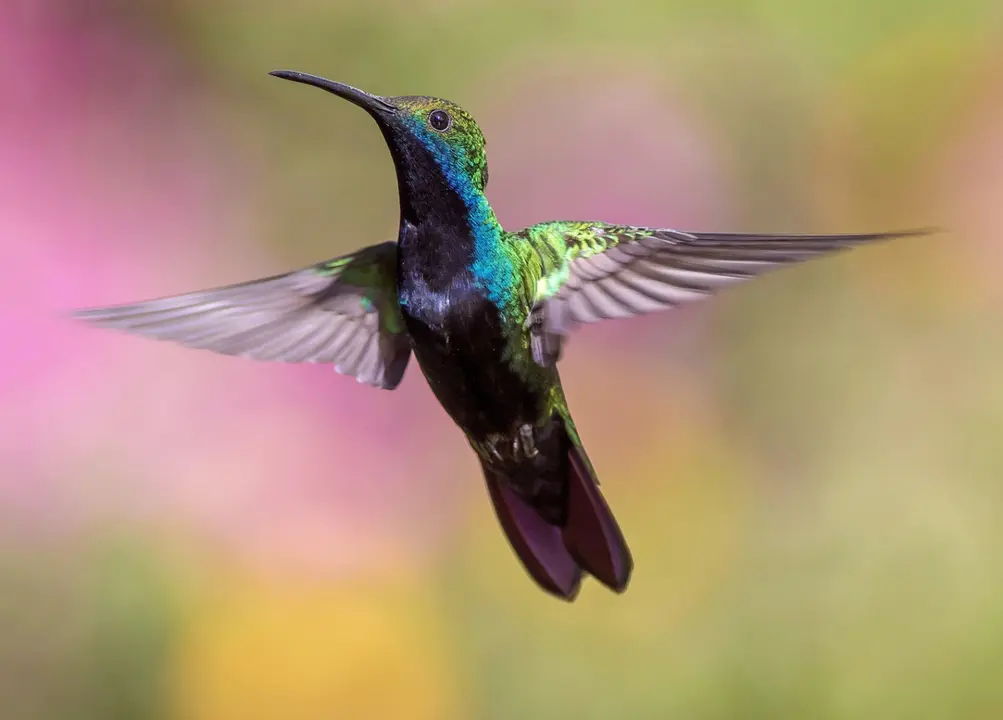 Un colibr&iacute;. / Pixabay.