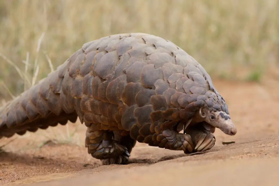 Foto de un pangol&iacute;n. / Servicio de Pesca y Vida Silvestre de los Estados Unidos (FWS)