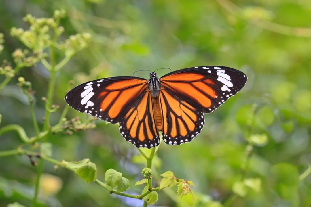 Mariposa monarca. / Pixabay