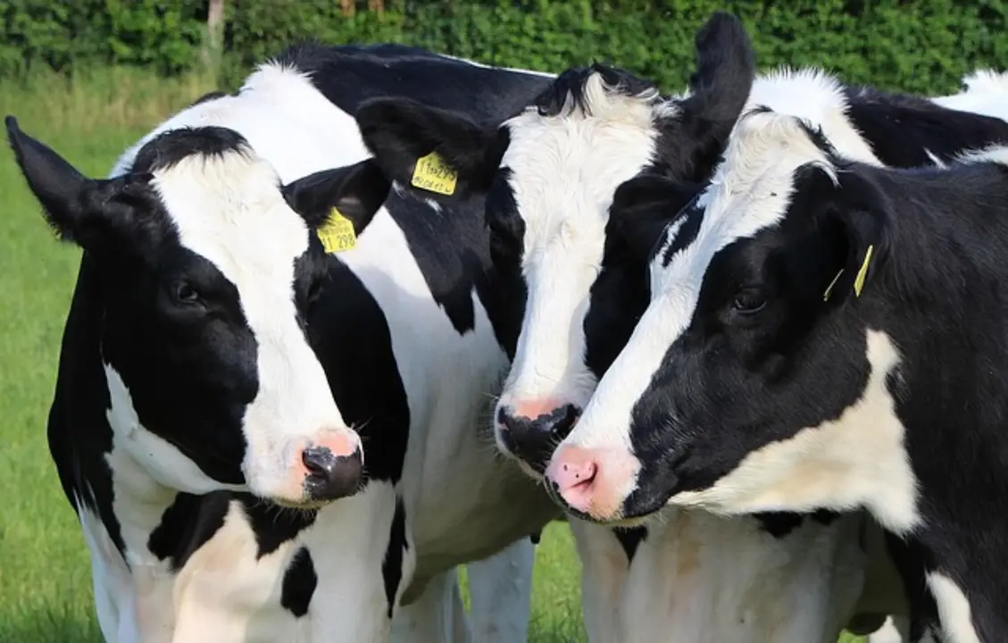 Vacas en una granja. / Pixabay.