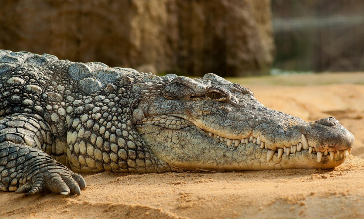 Cocodrilo del Nilo. / Pixabay