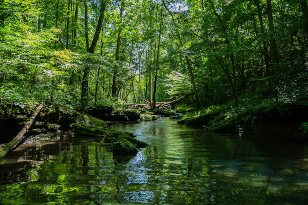 Un r&iacute;o rodeado de vegetaci&oacute;n en un bosque. / Freepik