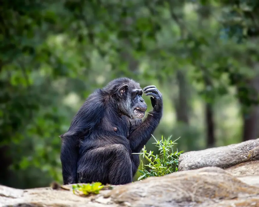 Chimpanc&eacute;. / Pixabay