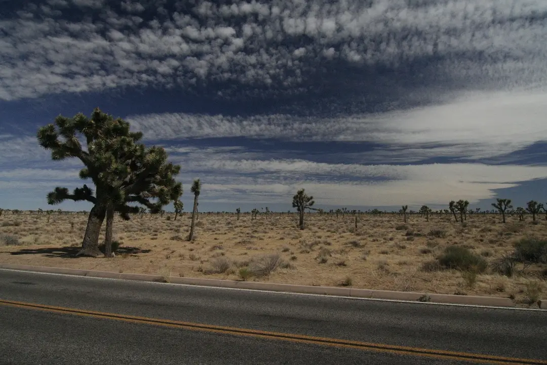 joshua-tree-2072470_1280